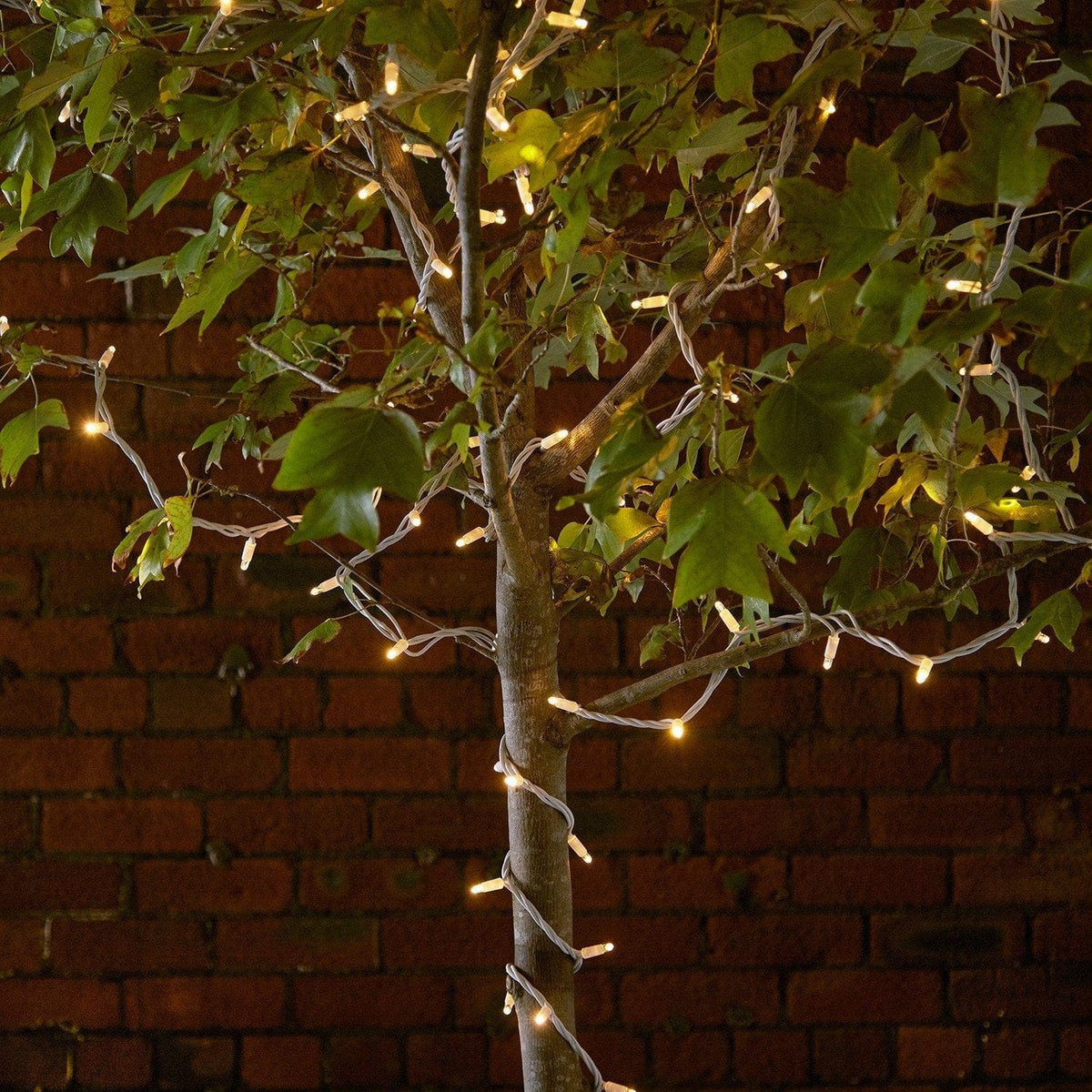 Pro Connect 130m 1300 Traditional Warm White Connectable String Lights White Cable