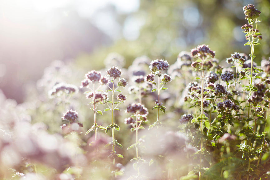 Garden Lighting Tips!