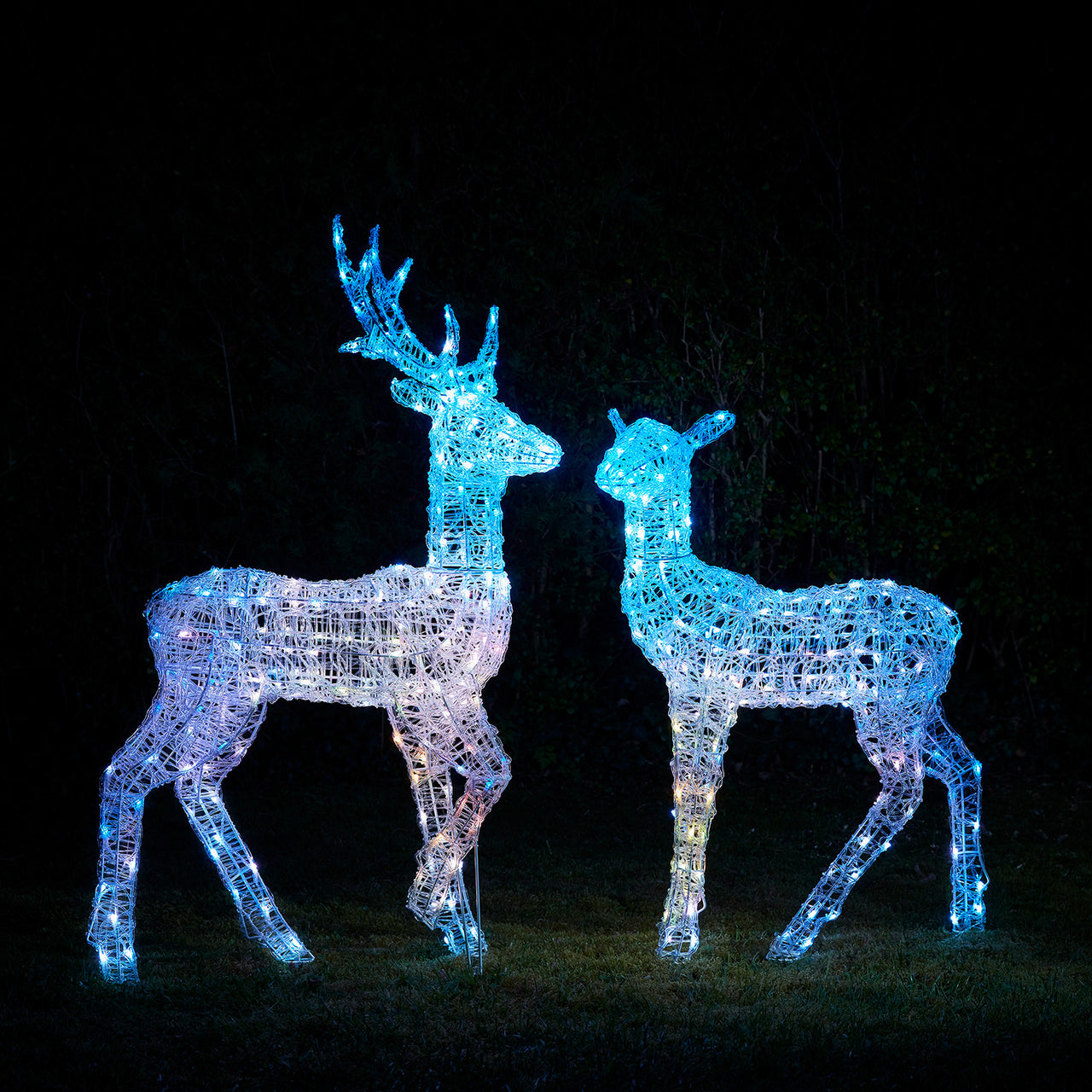 Twinkly Stag and Doe