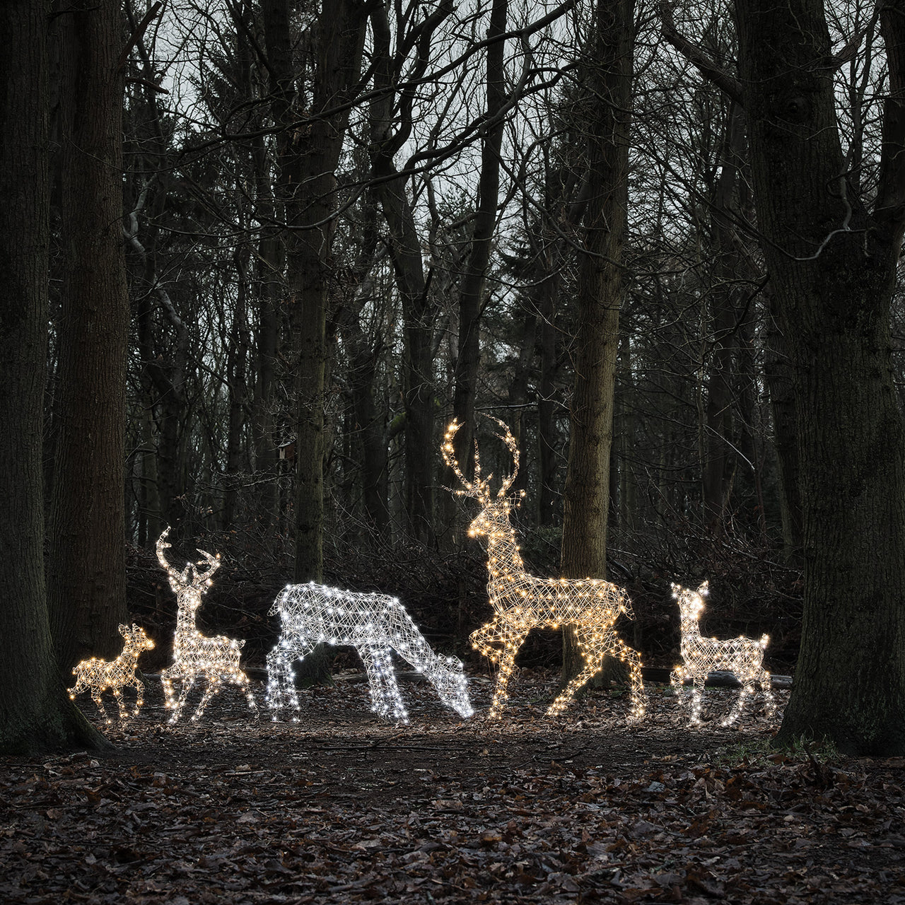 Dual LED Studley Stag & Doe Light Up Reindeer Duo