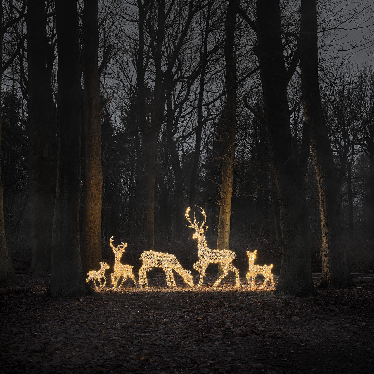 Dual LED Studley Stag & Doe Light Up Reindeer Duo
