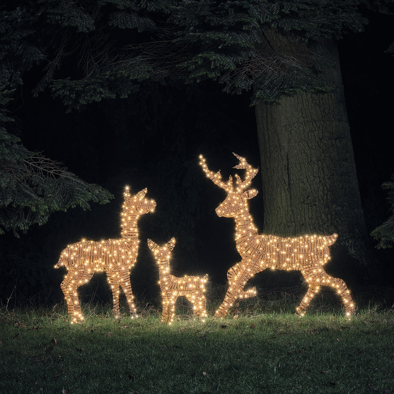 Pateley Dual LED Rattan Stag, Fawn & Doe Light Up Reindeer Family