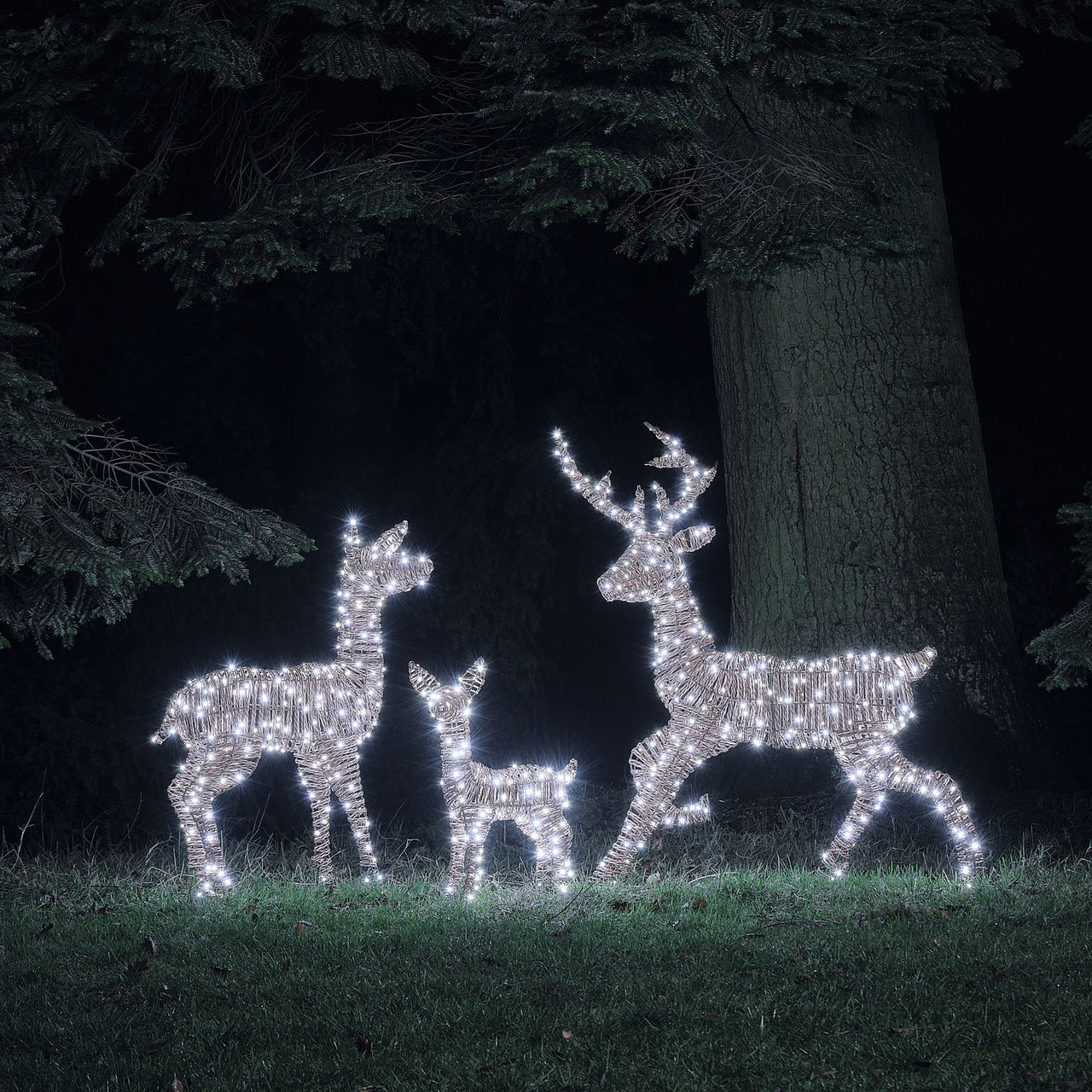 Pateley Dual LED Rattan Stag, Fawn & Doe Light Up Reindeer Family