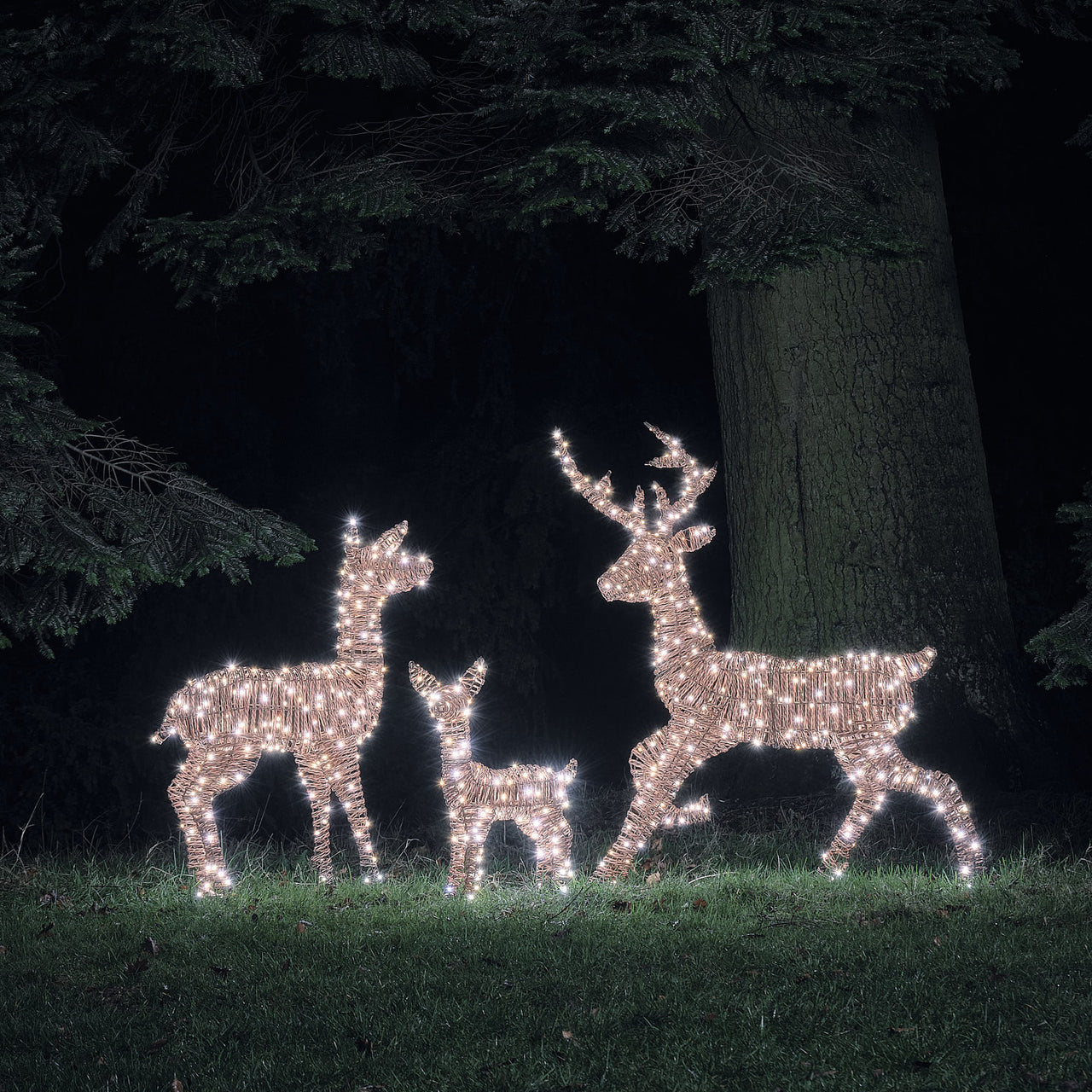 Pateley Dual LED Rattan Stag, Fawn & Doe Light Up Reindeer Family