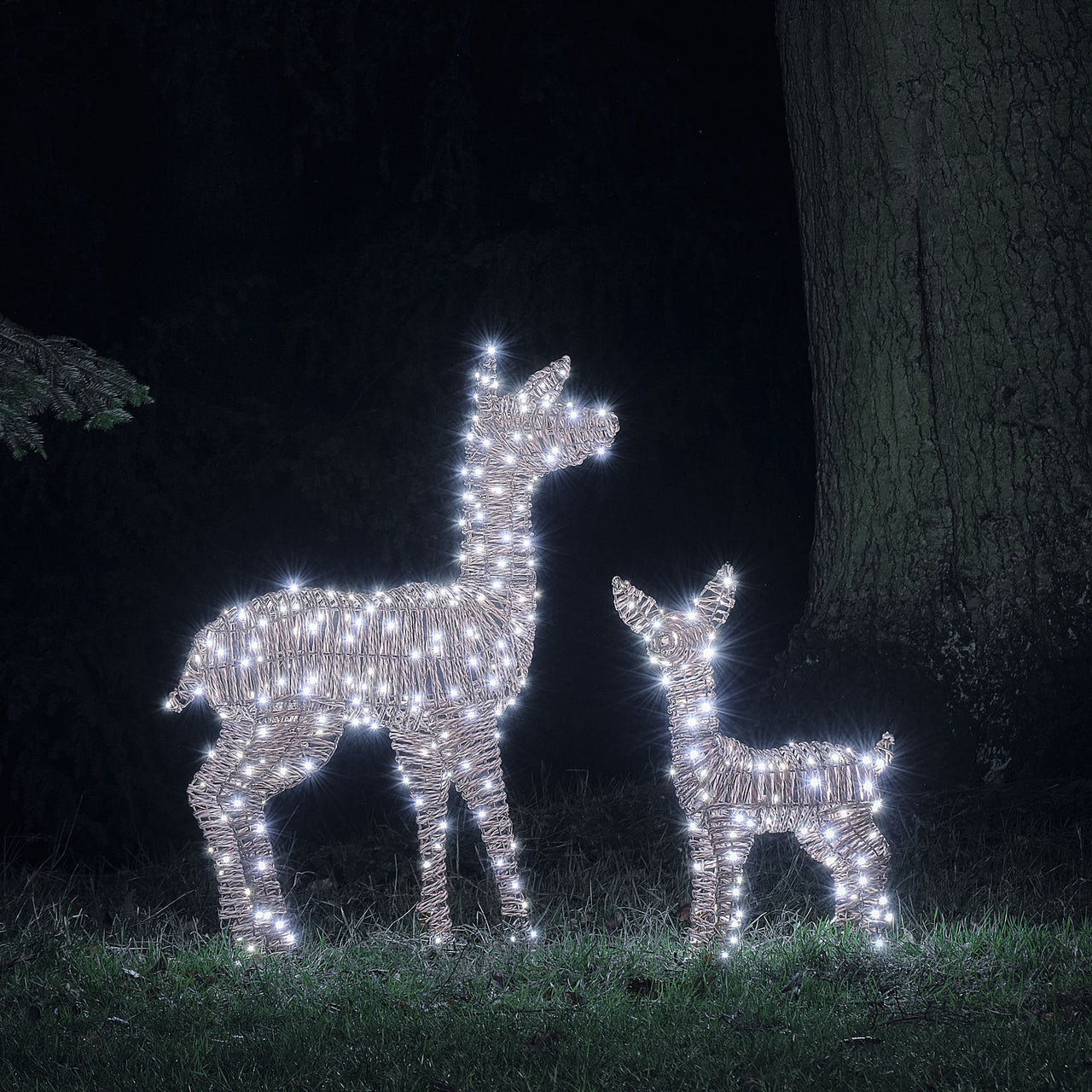 Pateley Dual LED Rattan Fawn & Doe Light Up Reindeer Duo