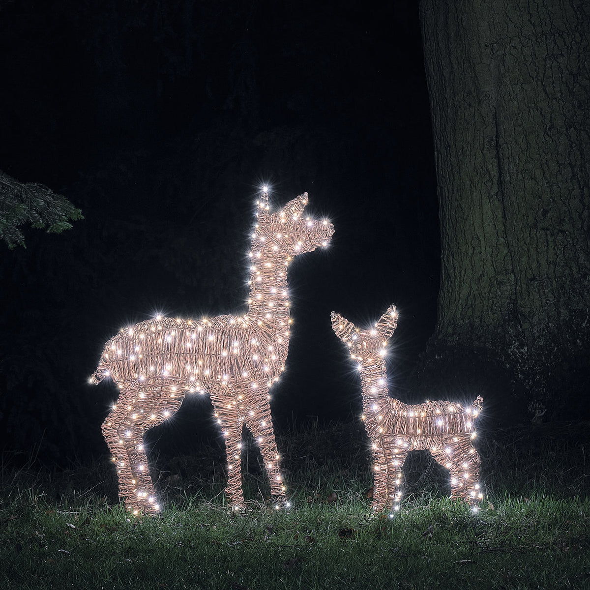 Pateley Dual LED Rattan Fawn & Doe Light Up Reindeer Duo