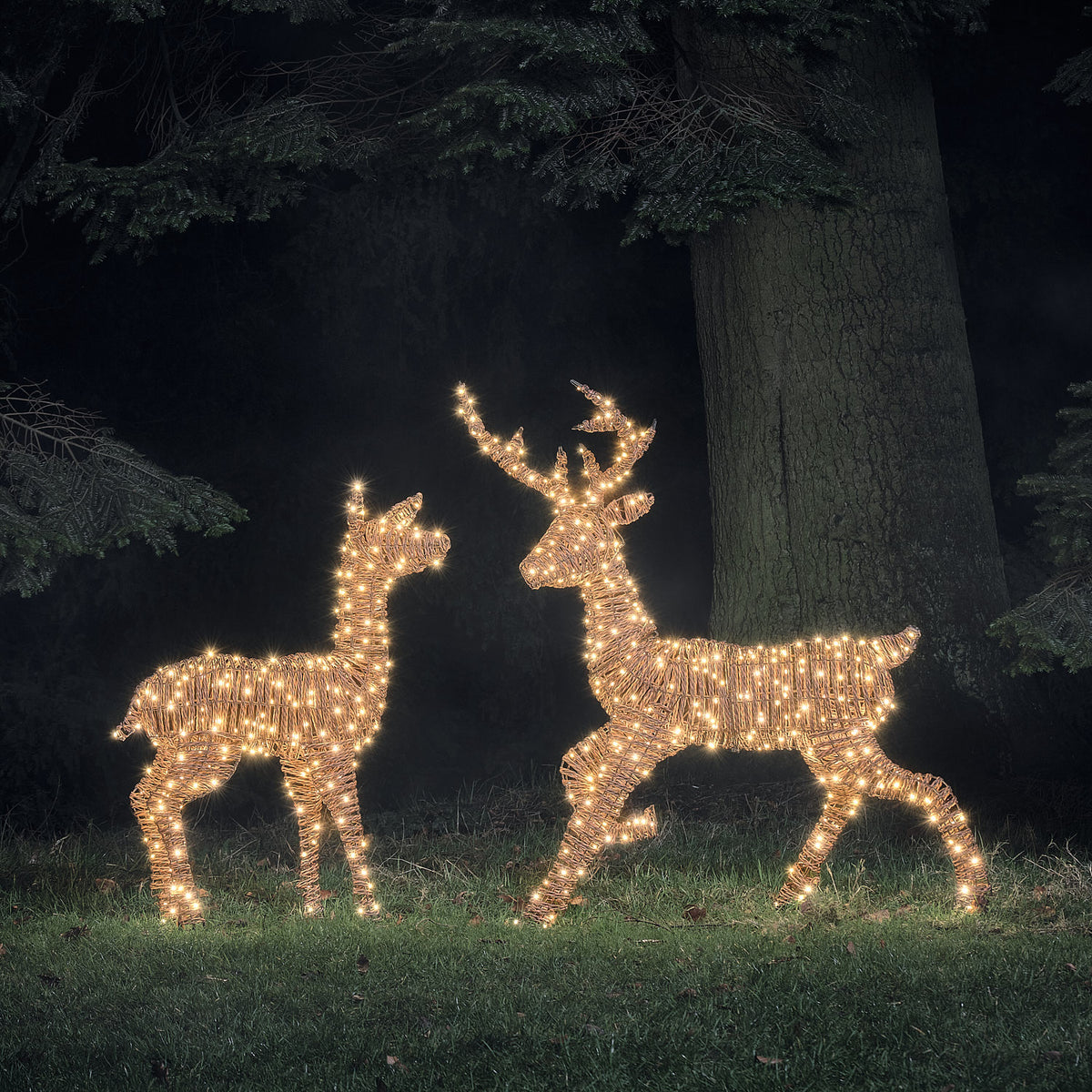 Pateley Dual LED Rattan Stag & Doe Light Up Reindeer Duo
