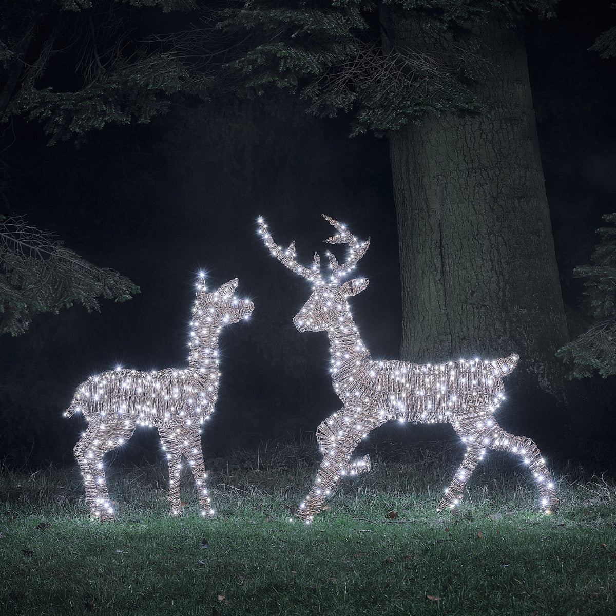 Pateley Dual LED Rattan Stag & Doe Light Up Reindeer Duo