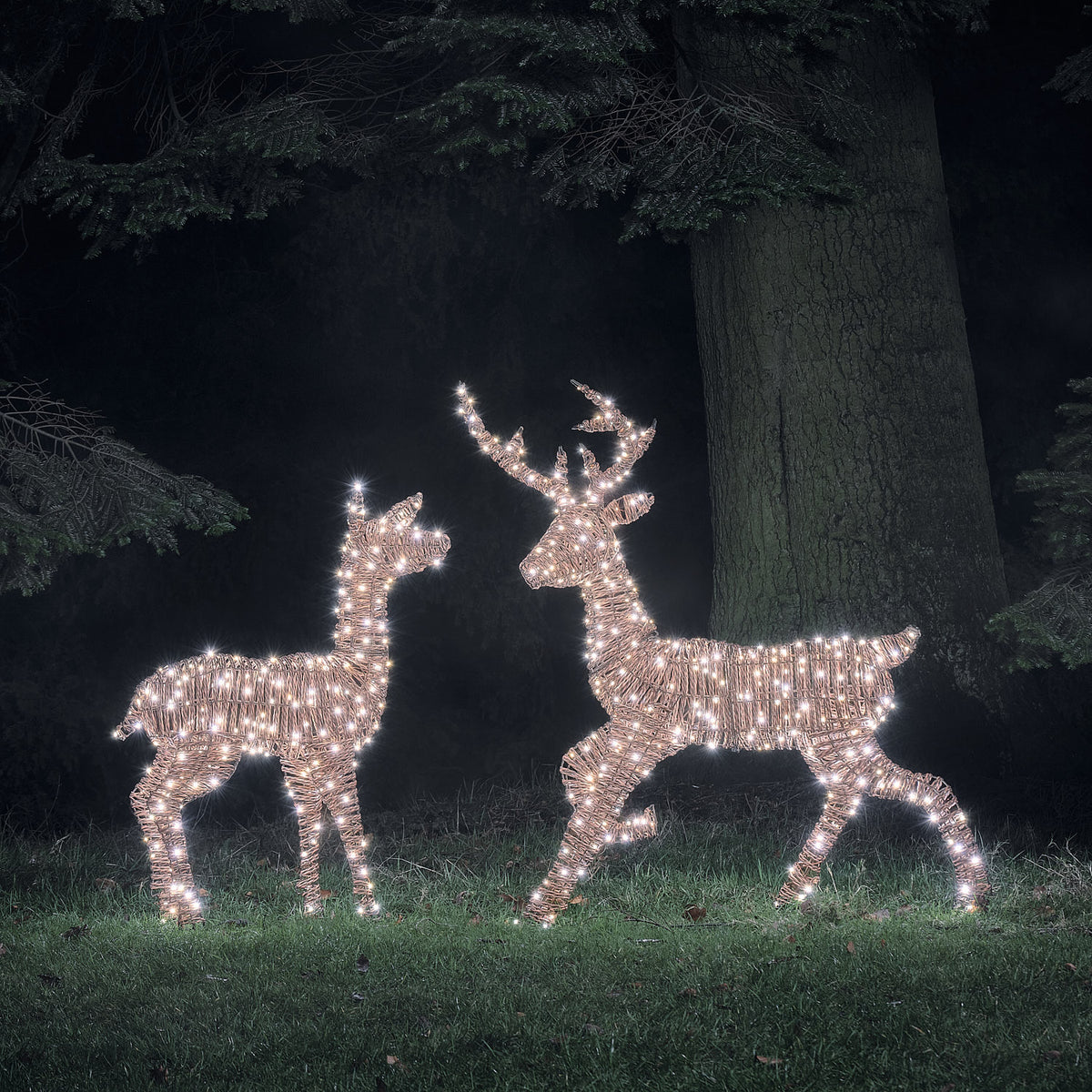 Pateley Dual LED Rattan Stag & Doe Light Up Reindeer Duo