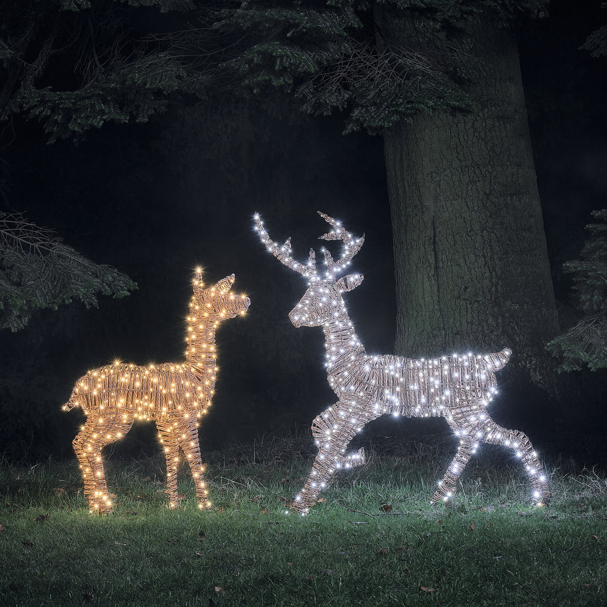 Pateley Dual LED Rattan Stag & Doe Light Up Reindeer Duo
