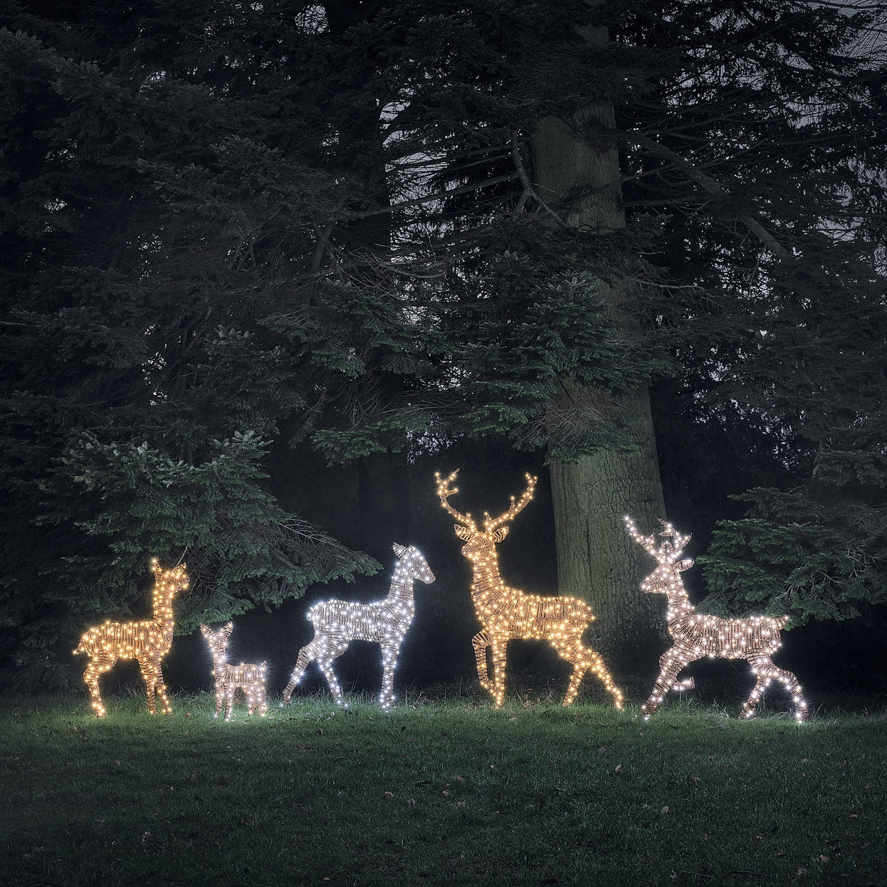 Pateley Dual LED Rattan Stag & Doe Light Up Reindeer Duo