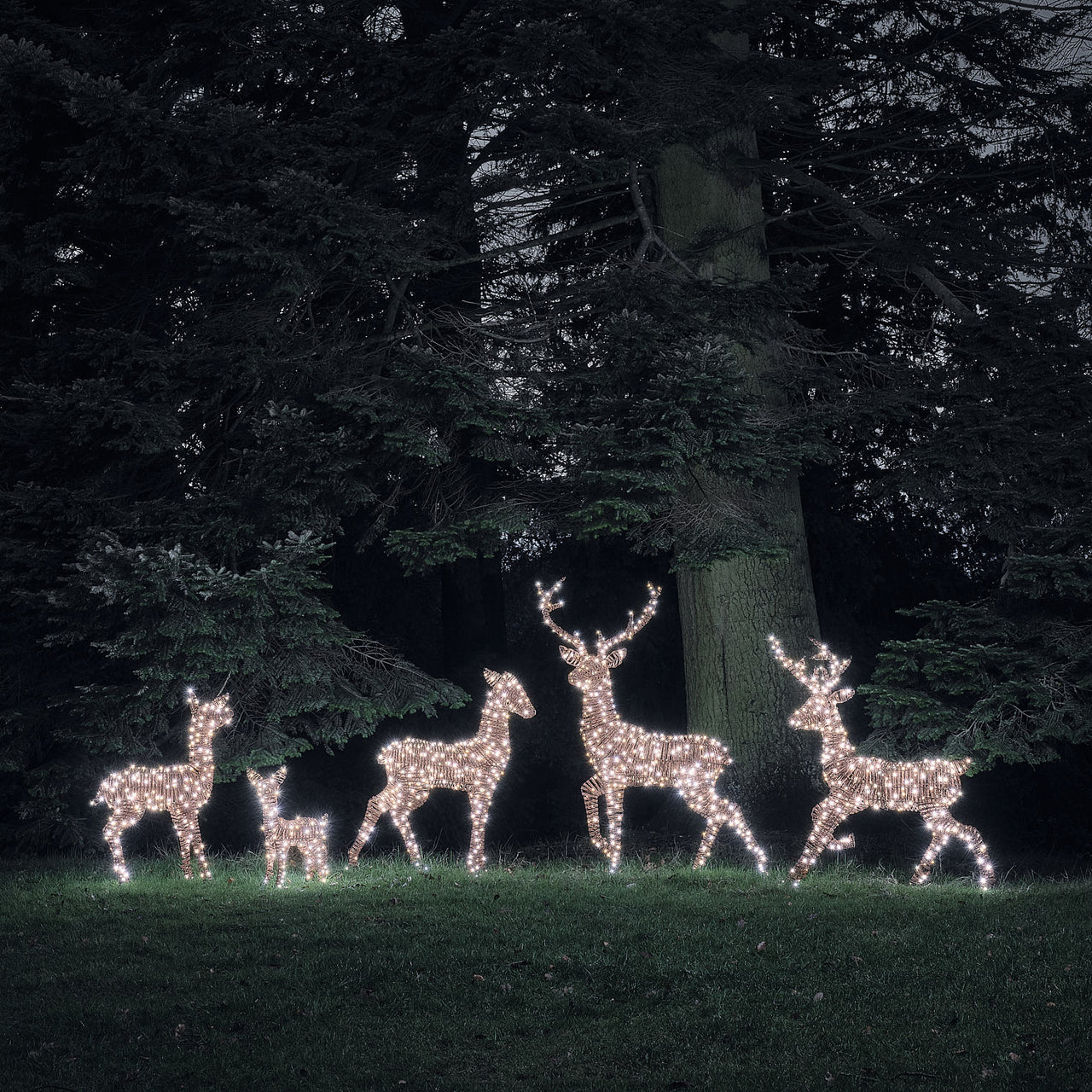 Set of 5 Pateley Dual LED Light Up Reindeer Family