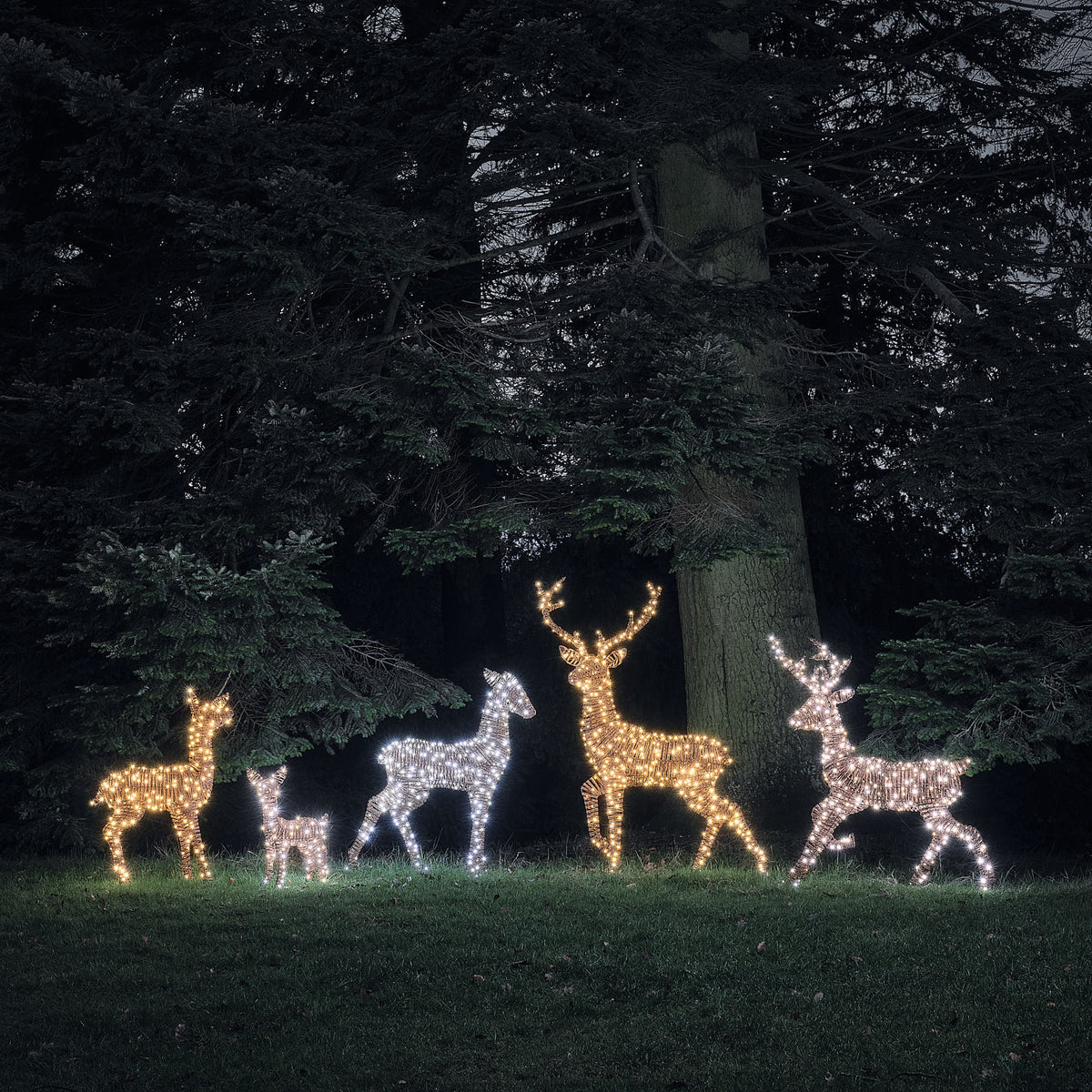 XL Pateley Dual LED Stag & Doe Light Up Reindeer Duo