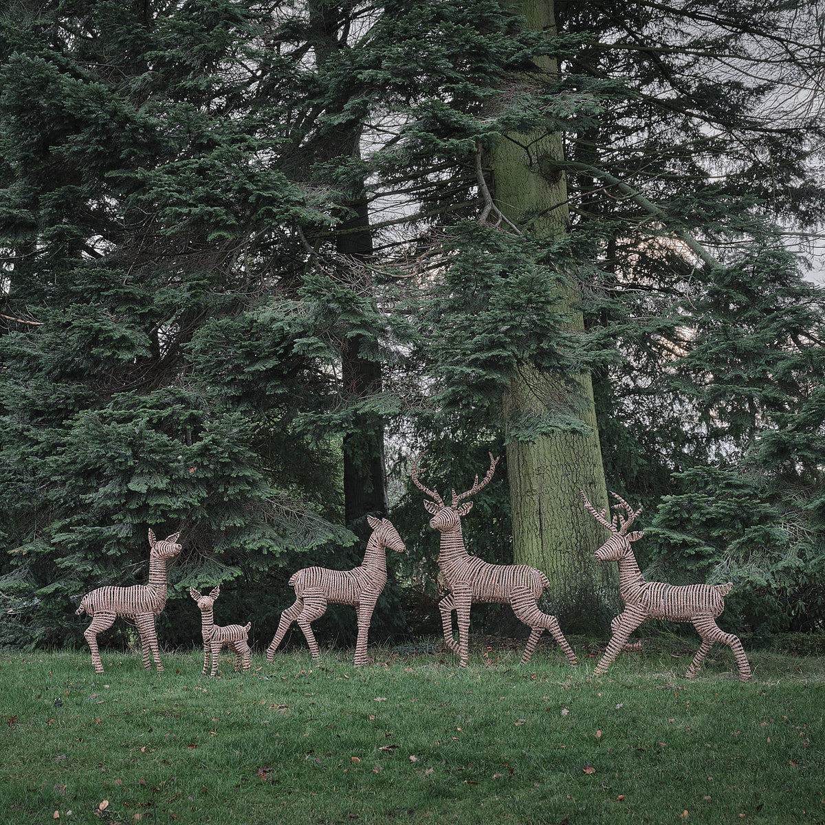 Pateley Dual LED Rattan Stag & Doe Light Up Reindeer Duo