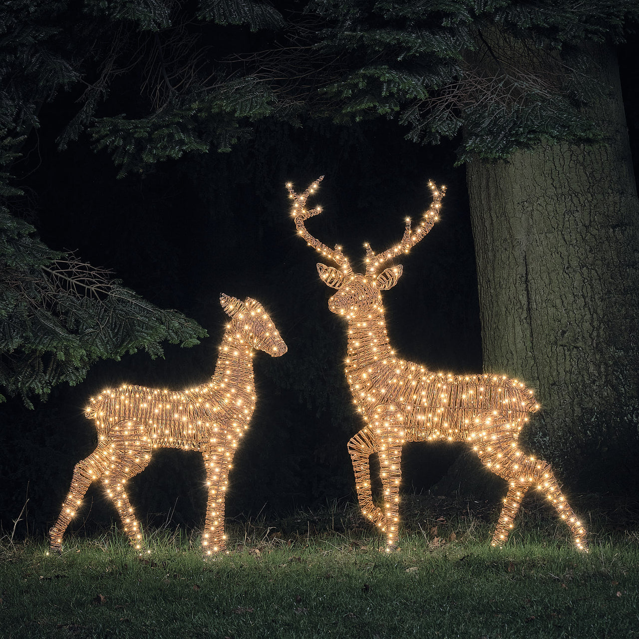 XL Pateley Dual LED Stag & Doe Light Up Reindeer Duo