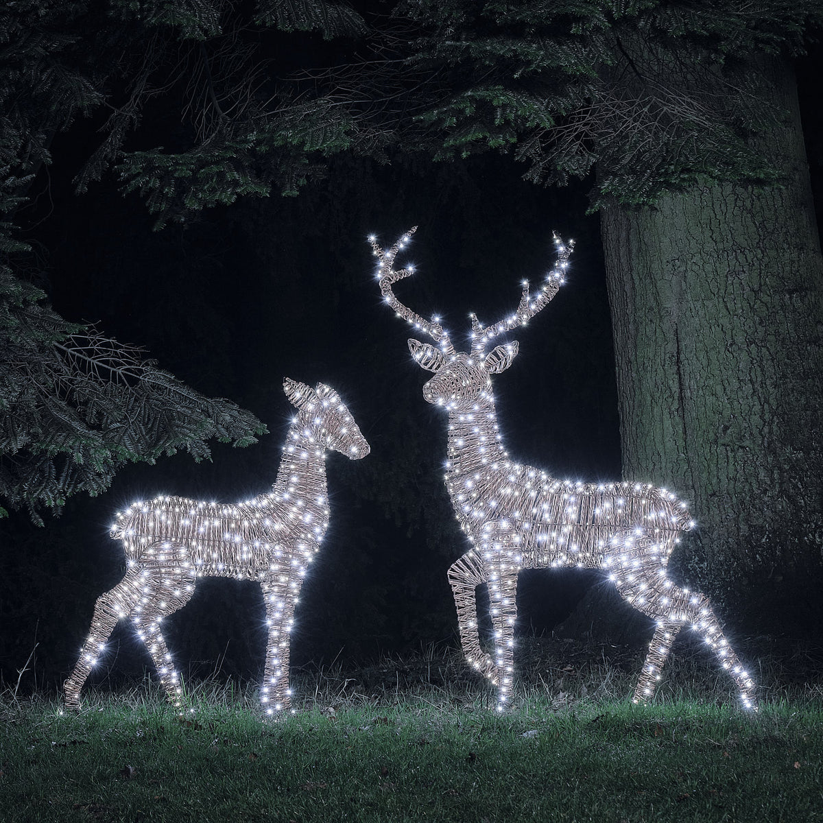 XL Pateley Dual LED Stag & Doe Light Up Reindeer Duo