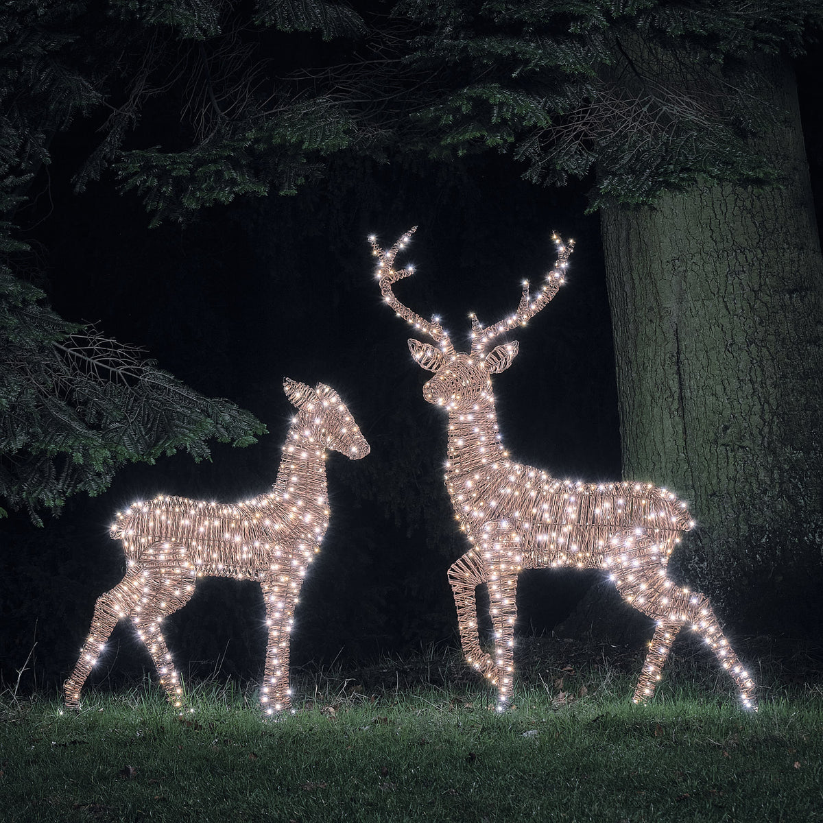 XL Pateley Dual LED Stag & Doe Light Up Reindeer Duo