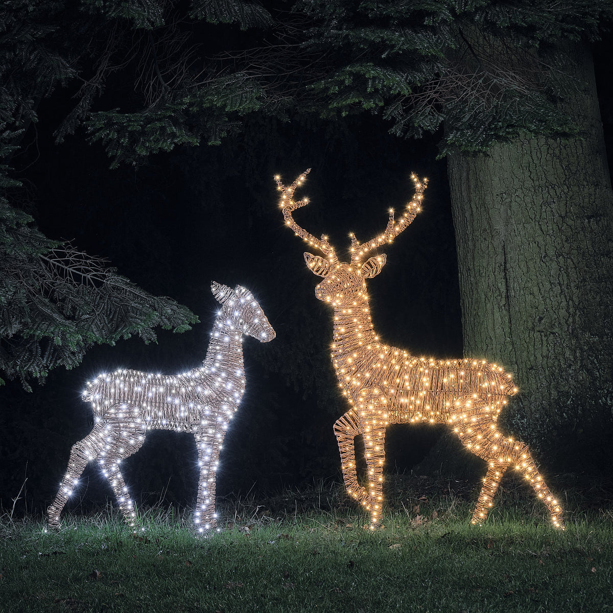 XL Pateley Dual LED Stag & Doe Light Up Reindeer Duo
