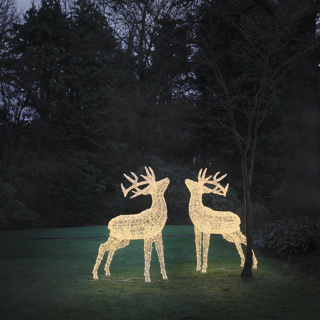 XL Swinsty Dual LED Acrylic Stags Light Up Reindeer Duo