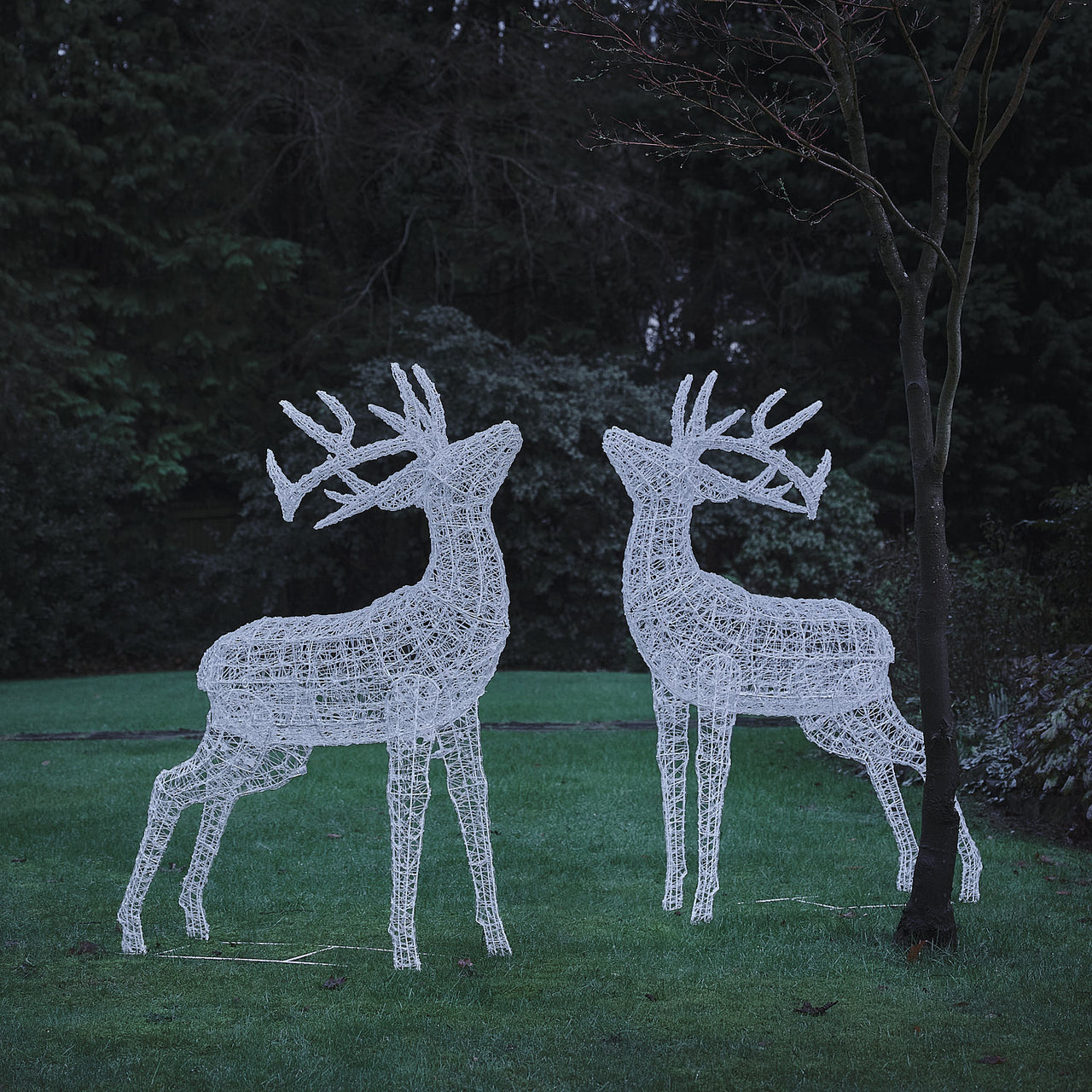 XL Swinsty Dual LED Acrylic Stags Light Up Reindeer Duo