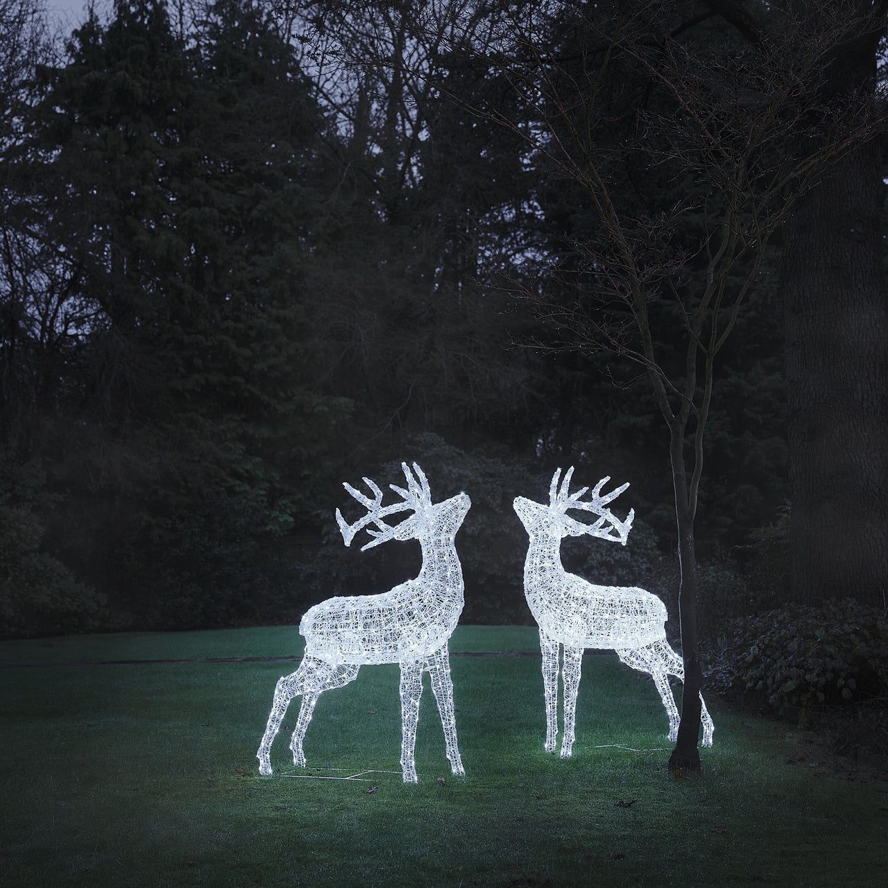 XL Swinsty Dual LED Acrylic Stags Light Up Reindeer Duo
