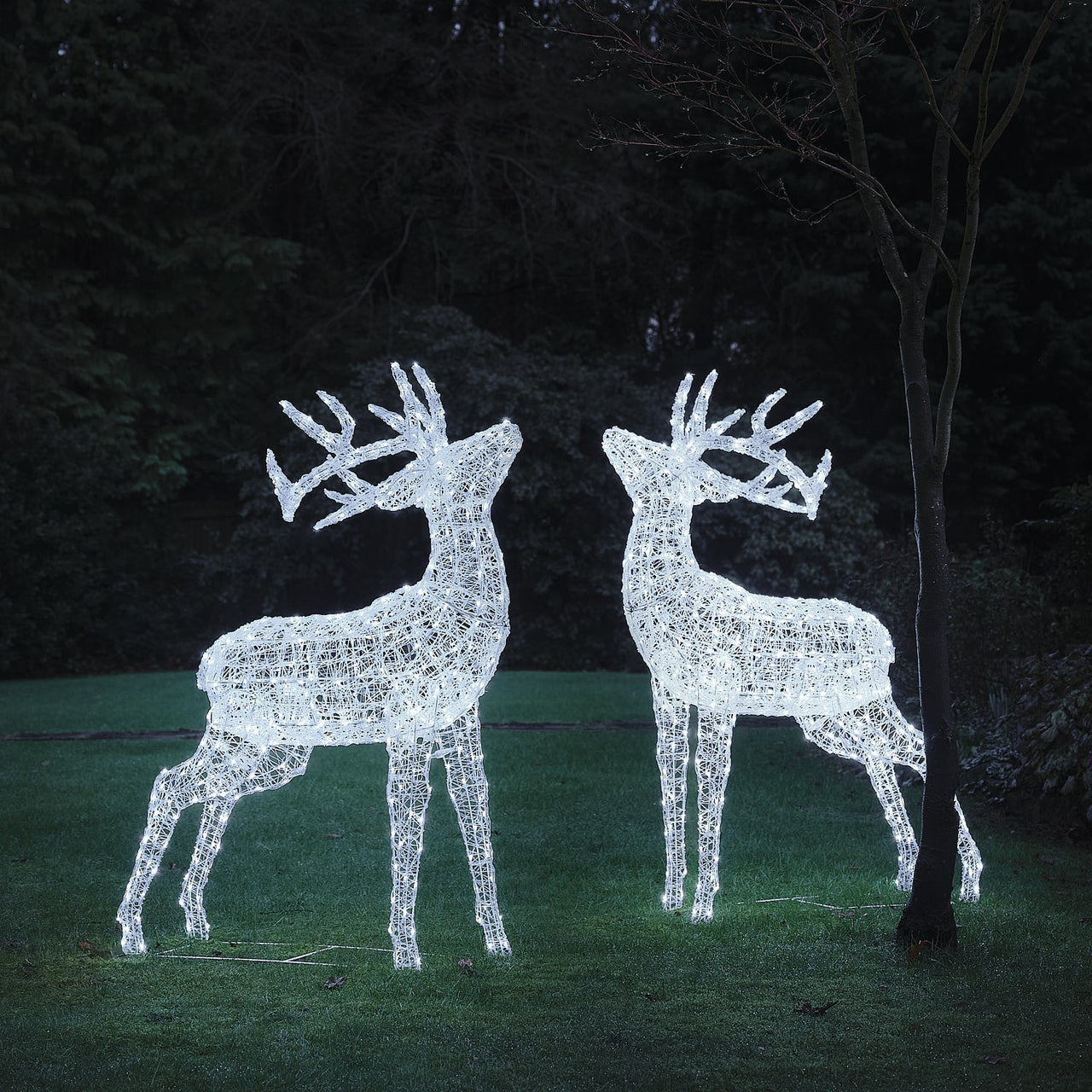XL Swinsty Dual LED Acrylic Stags Light Up Reindeer Duo