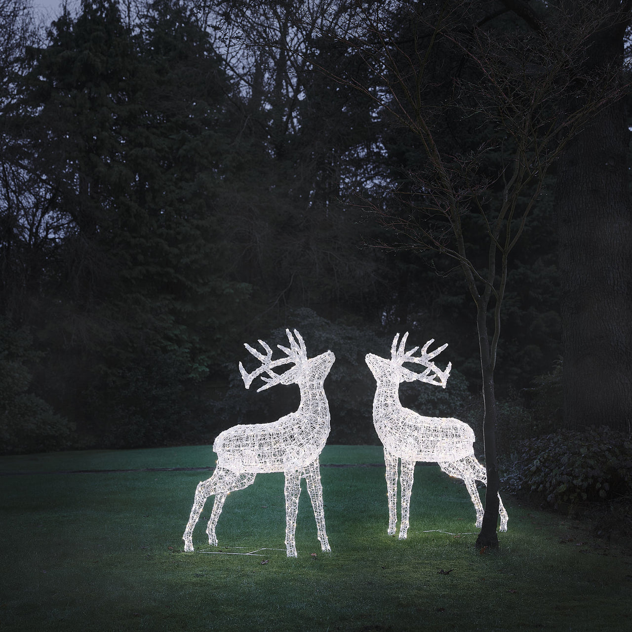 XL Swinsty Dual LED Acrylic Stags Light Up Reindeer Duo