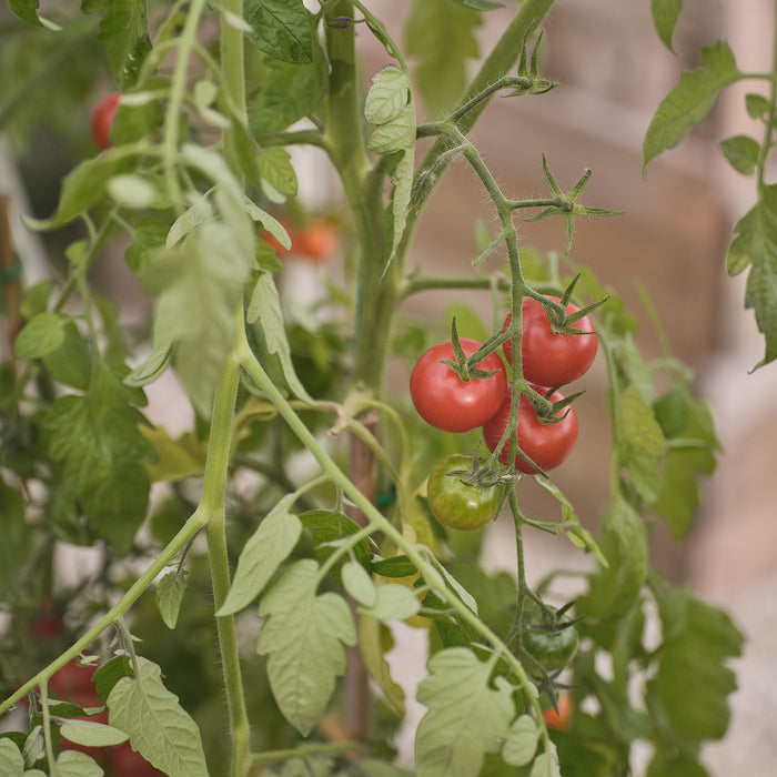 A ripening tomato plant