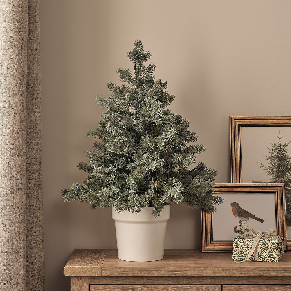 60cm Pre Lit Potted Douglas Fir Christmas Tree