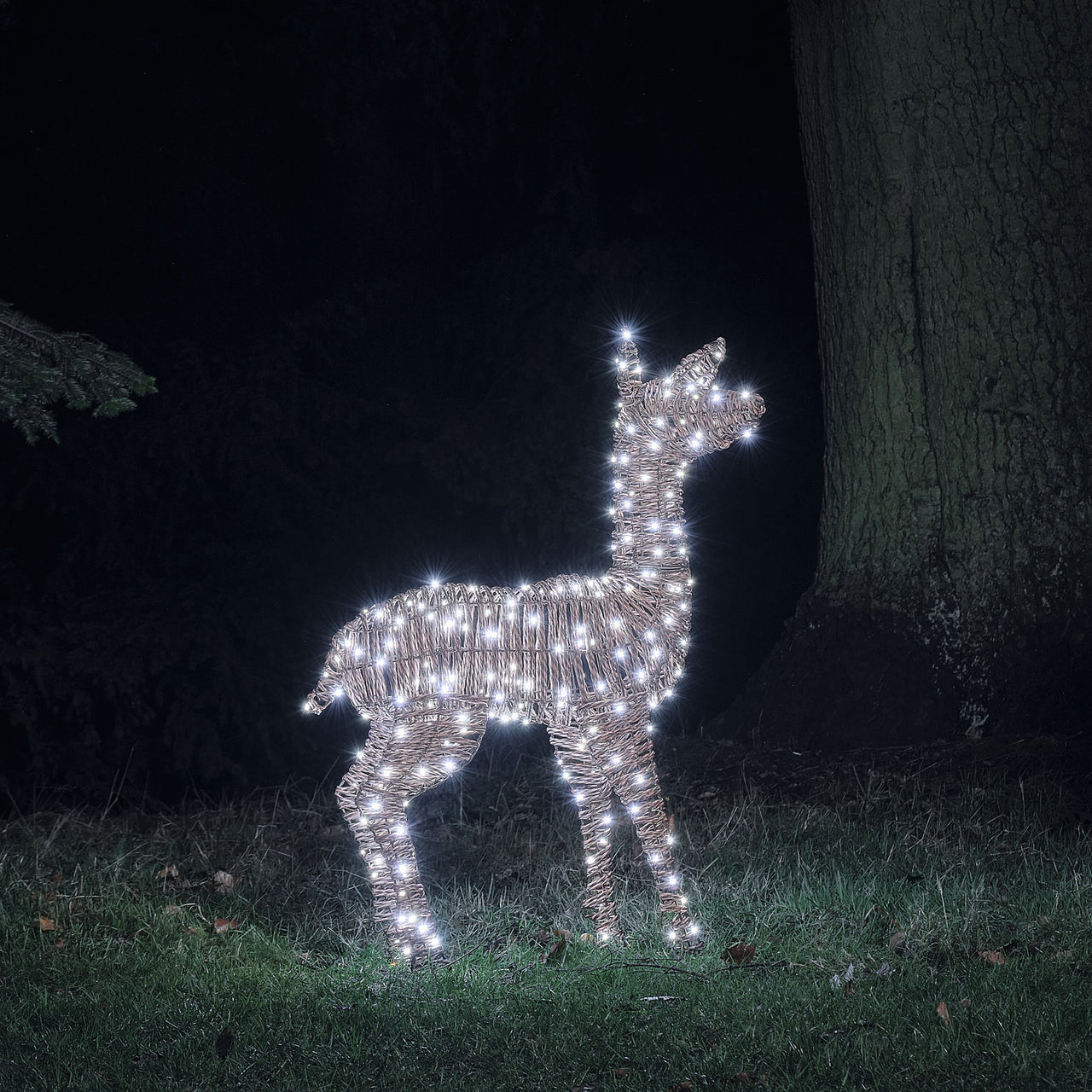 Pateley Dual LED Rattan Fawn & Doe Light Up Reindeer Duo